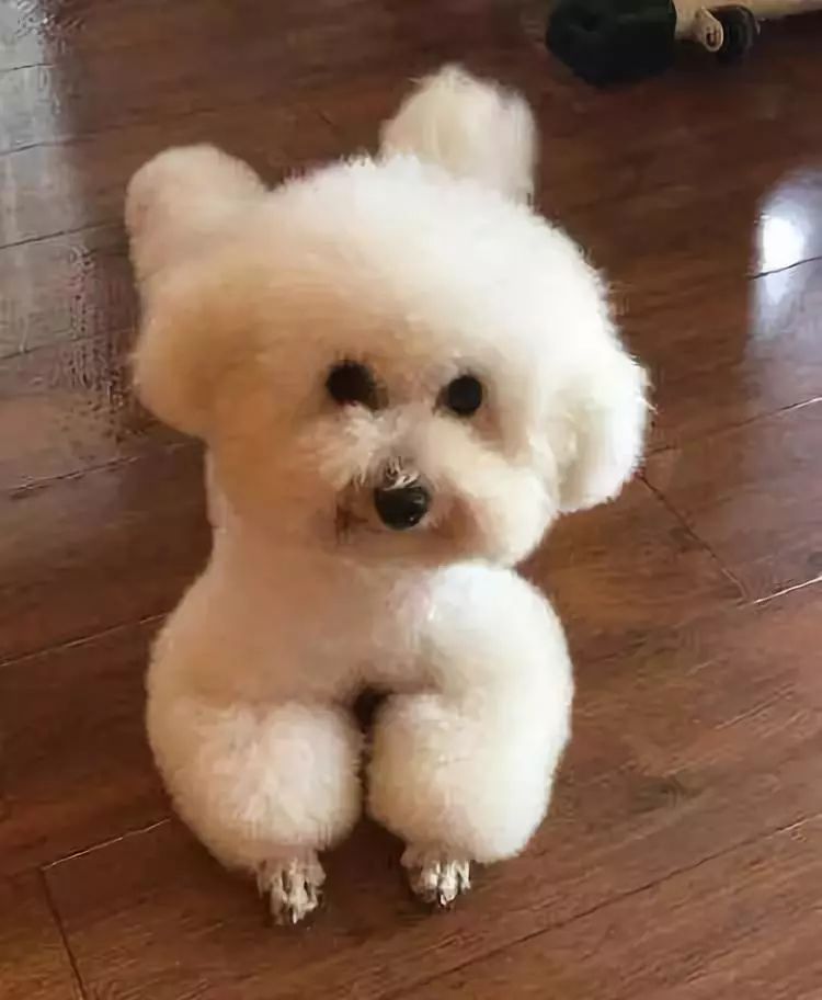 猫老师喘气是什么原因？揭秘猫咪呼吸急促的背后真相